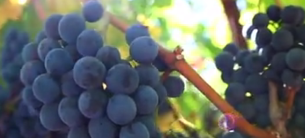 Winery video